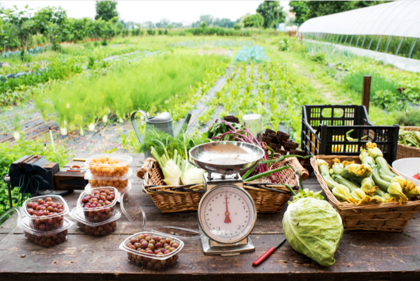 Culinary Trails – Savor local flavors through farm-to-table dining, chef-led experiences, and regional delicacies.