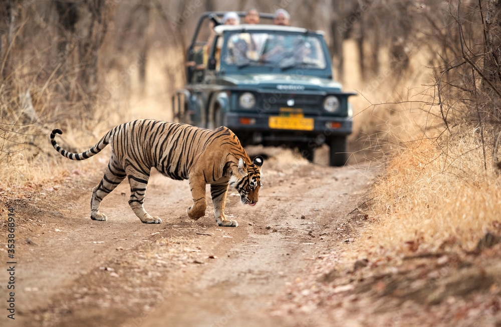 Tiger Safaris – Explore the wild heart of the jungle with expert-guided safaris focused on spotting majestic tigers and rich wildlife.
